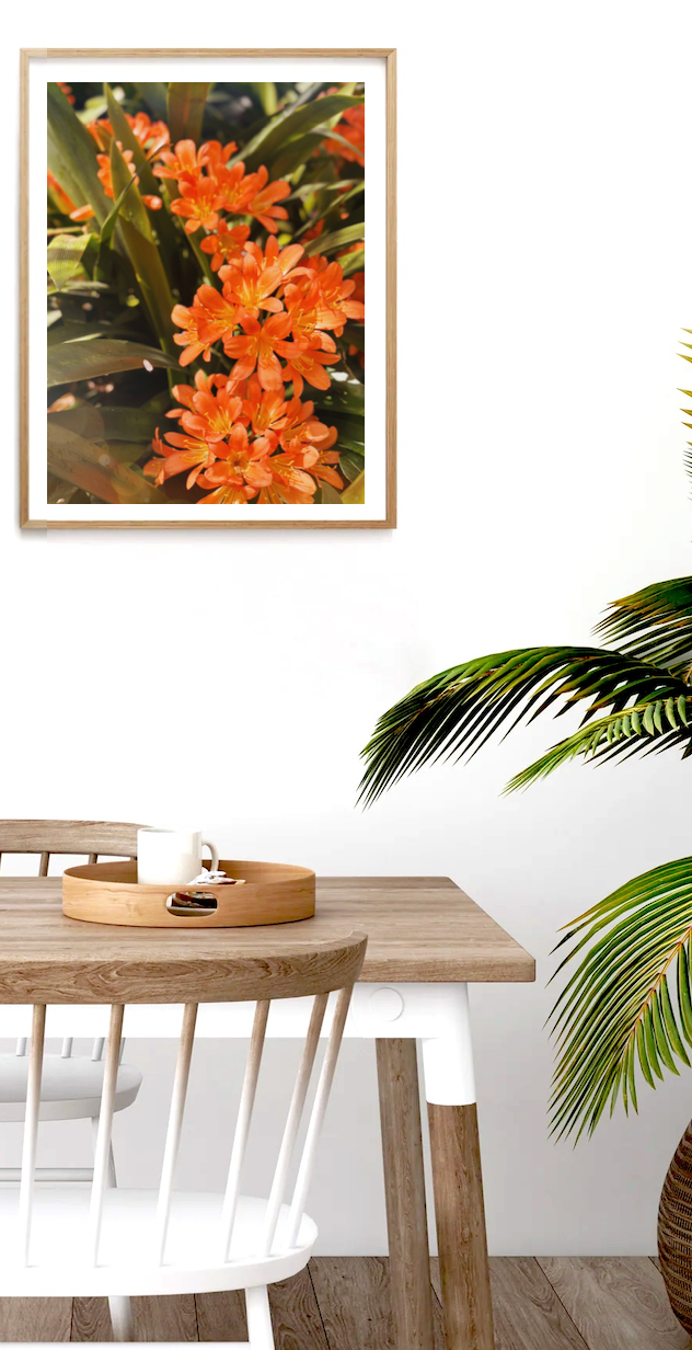Bush Lily - Clivia Flower Orange Botanical Fine Art Photography Print
