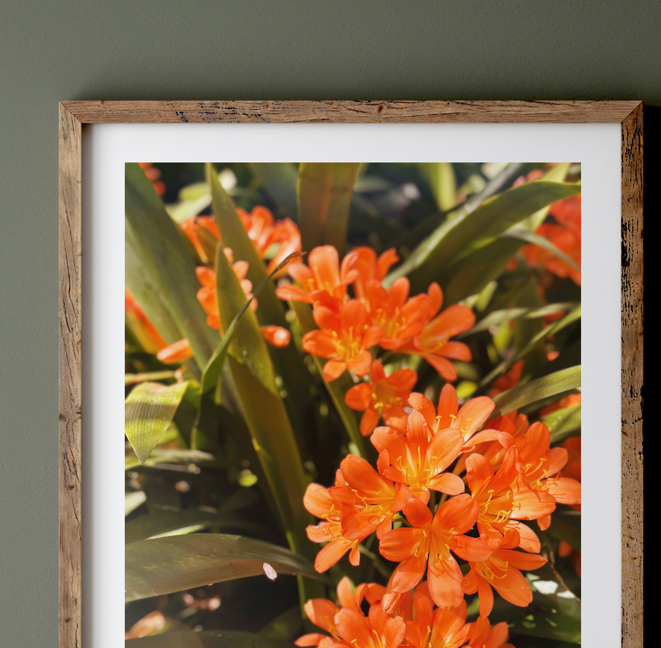 Bush Lily - Clivia Flower Orange Botanical Fine Art Photography Print