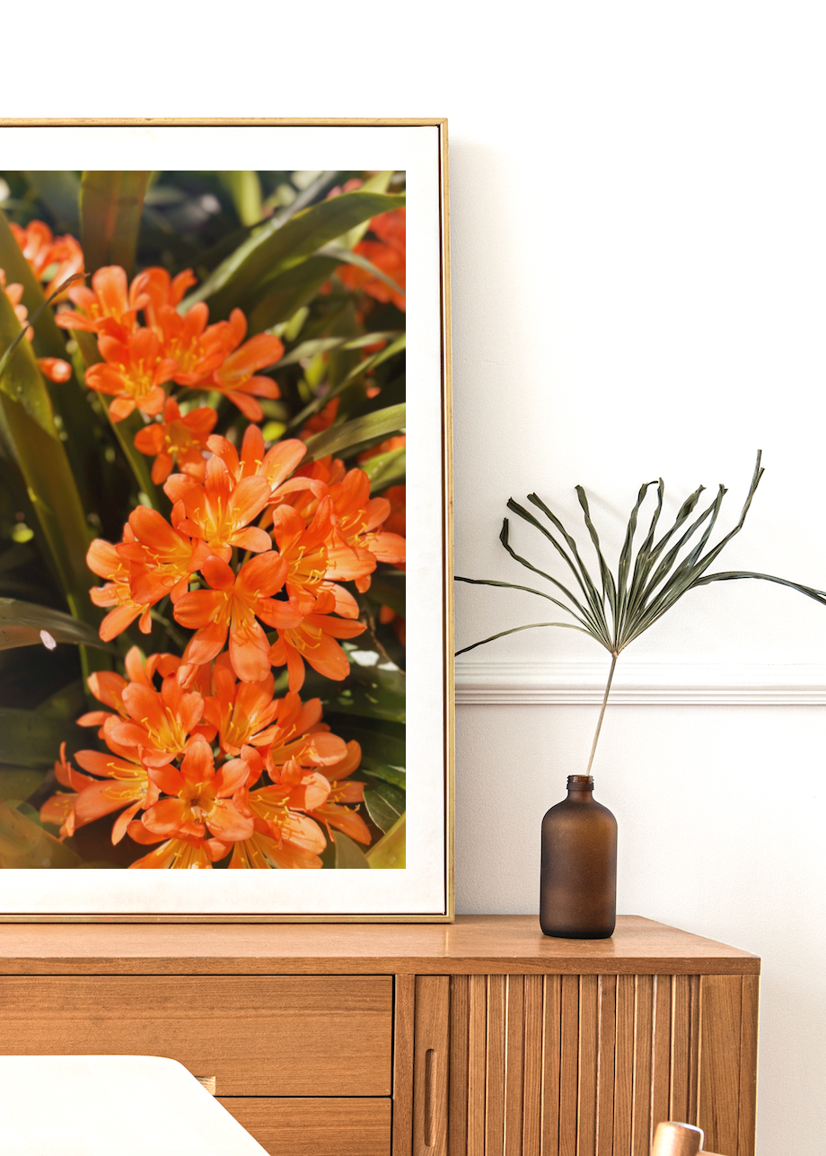 Bush Lily - Clivia Flower Orange Botanical Fine Art Photography Print