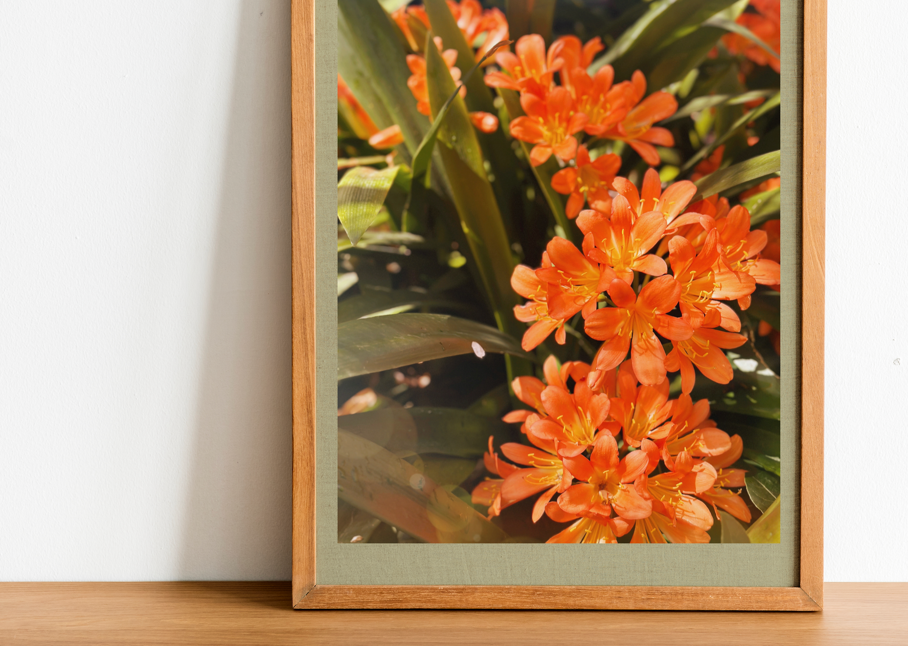 Bush Lily - Clivia Flower Orange Botanical Fine Art Photography Print