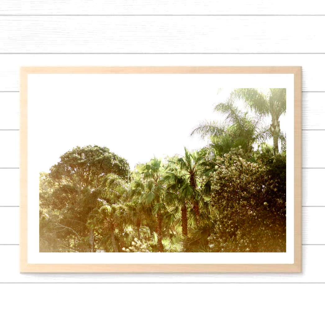 Palm Tree Breeze • Tropical Fine Art Wall Print