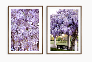Wisteria Lovers - Set of Two Fine Art Prints