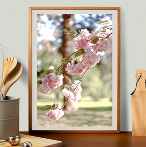 Forever Spring - Pink Blossoms Fine Botanical Art Print - English Gardens Yarralumla
