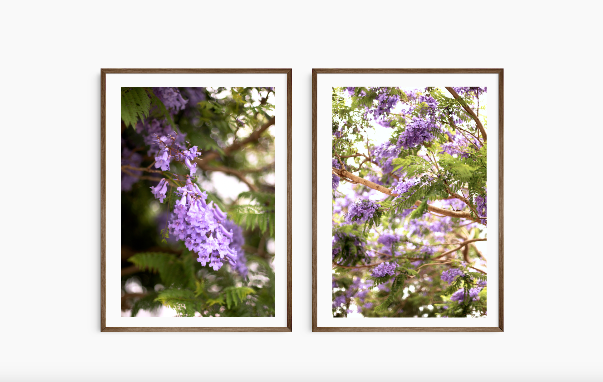 Jacarandas in Sydney • Set of 2 Fine Photography Prints • Kirribilli, North Sydney