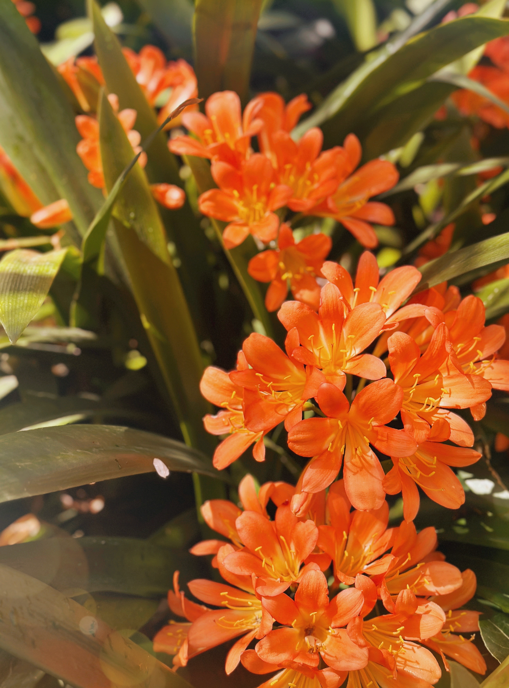 Bush Lily - Clivia Flower Orange Botanical Fine Art Photography Print