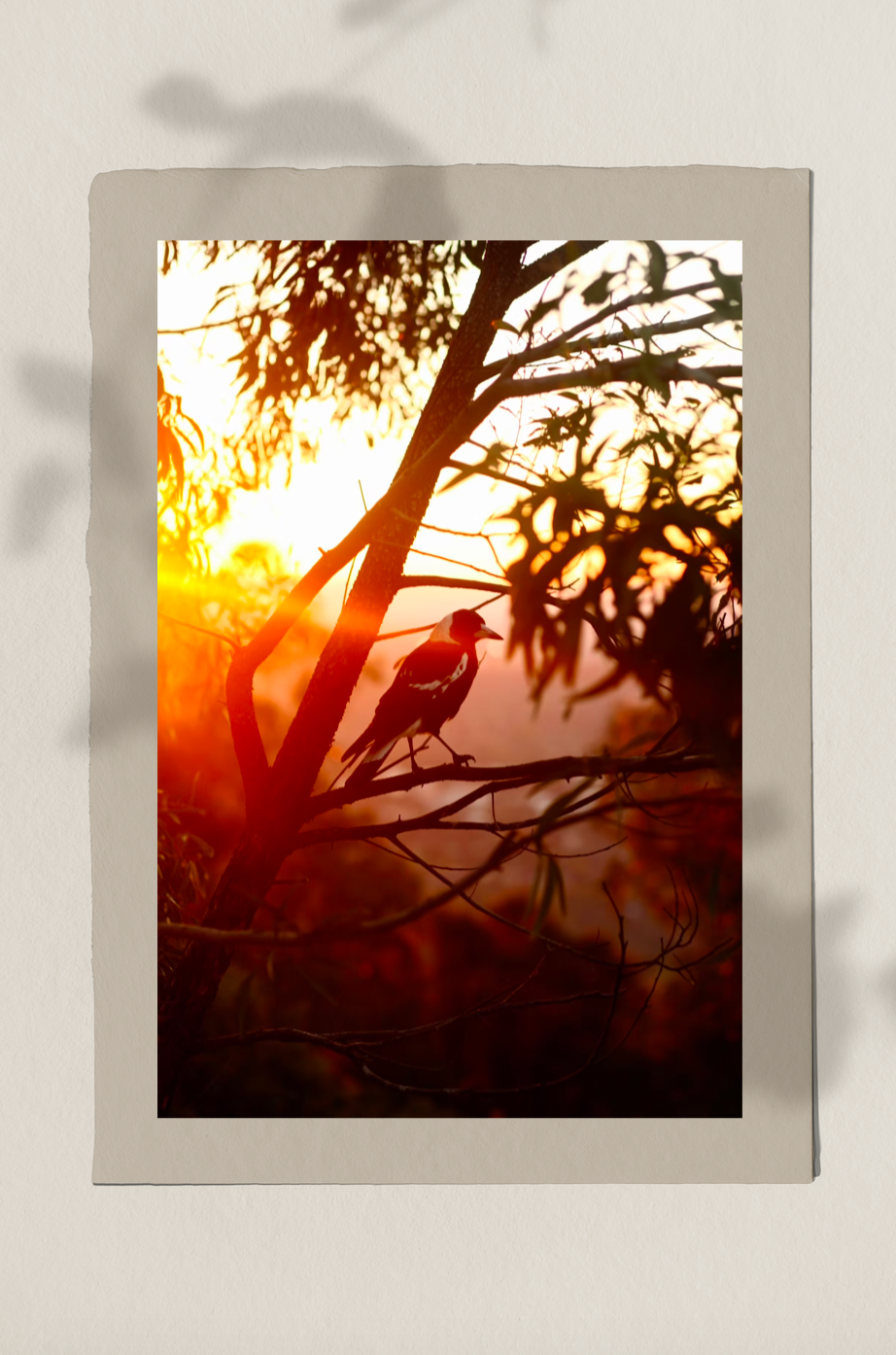 Magpie Song - Fine Photography Print