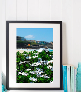 Bronte Beach Sea Daisies • Fine Photography Print