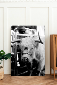 Highland Cow • Black & White Photography Print
