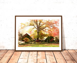 Sutton Forest's Autumn Glow - Southern Highlands Oak Tree Print