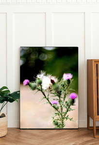 Thistle Do Nicely • Southern Highlands Purple Thistle Botanical Print