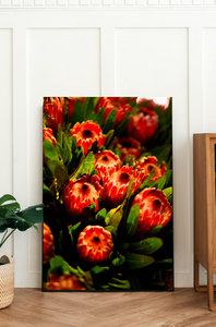 Orange Protea Summer • Botanical Flower Photography Print