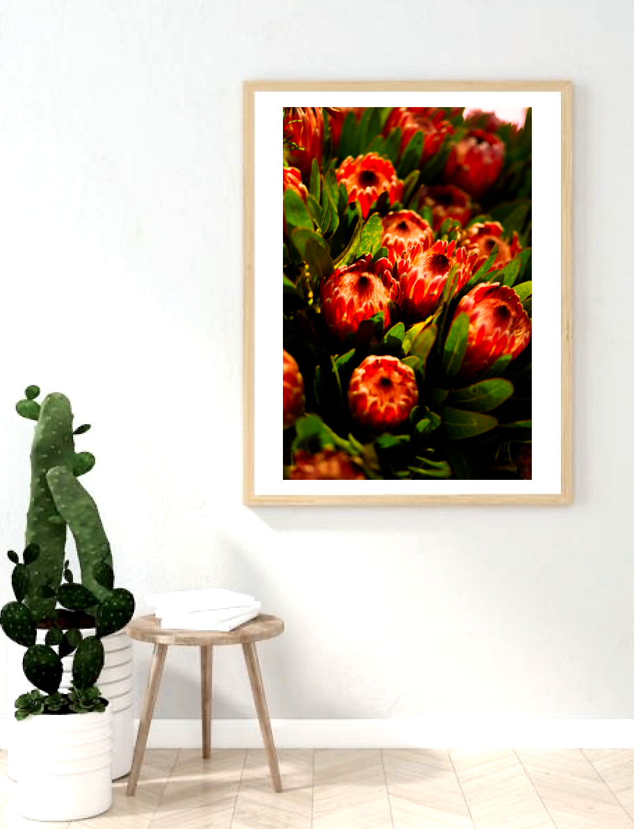 Orange Protea Summer • Botanical Flower Photography Print