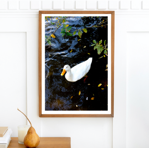 Ducks on Lake Daylesford • Fine Print