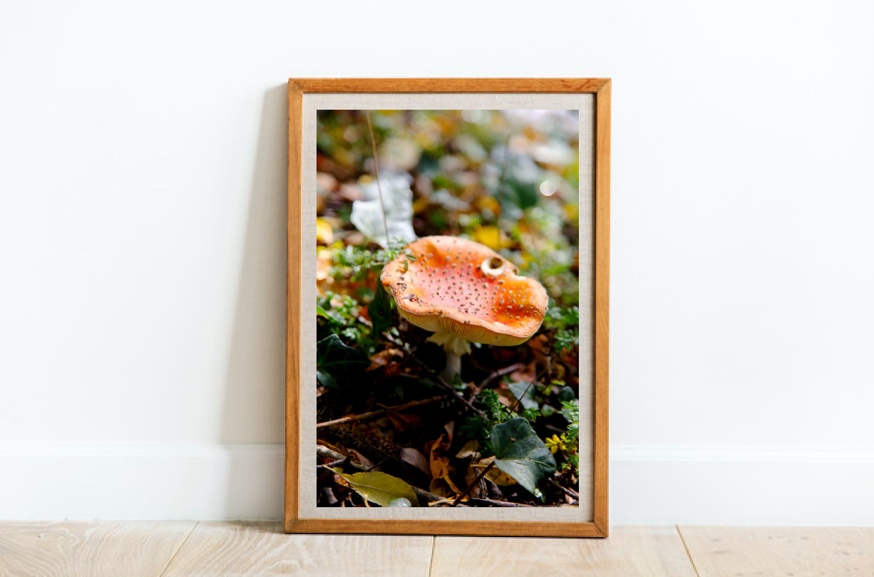 Lakeside Toadstool Mushroom • Lake Daylesford Photography Print