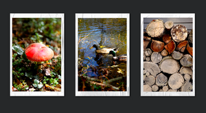 Lake Daylesford Autumn Days • Set of Three Photography Prints