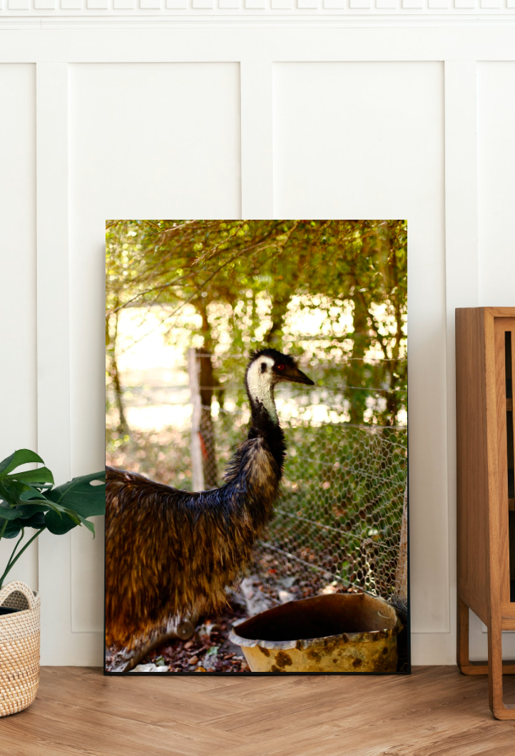 Hello Emu • Australian Wildlife Fine Print