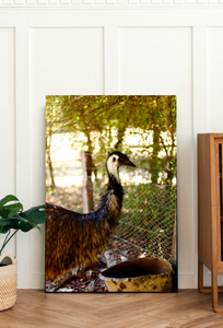 Hello Emu • Australian Wildlife Fine Print