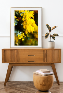 Golden Yellow Wattle • Fine Print