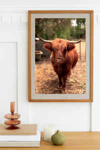 A Highland Friend • Highland Cattle Photography Print