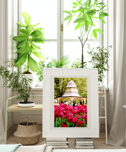 Tulip Time in Bowral - Corbett Gardens - Southern Highlands Limited Edition Artwork Print