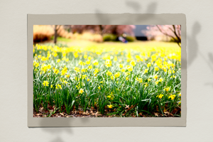 Daffodil Field - Bowral, Southern Highlands Fine Print