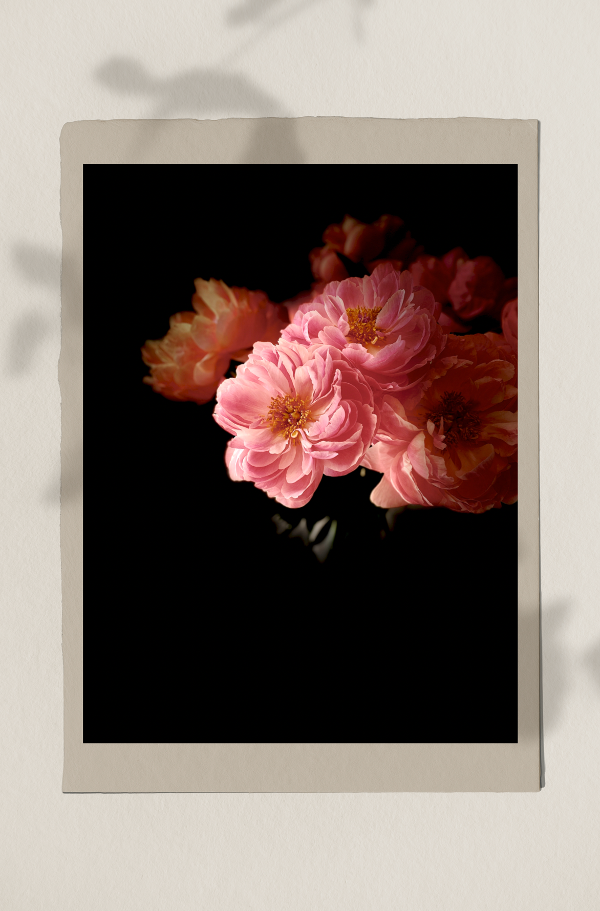 Florette • Nº 4 Florescence Collection • Peony Flower Fine Art Photography