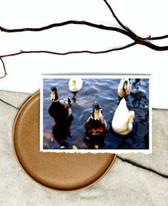 Lake Daylesford Ducks • Photography Print