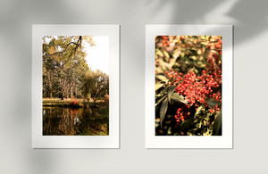 Golden Lake Burley Griffin • Set of Two Canberra Australia Native Bush Flower Photography Prints