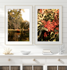 Golden Lake Burley Griffin • Set of Two Canberra Australia Native Bush Flower Photography Prints