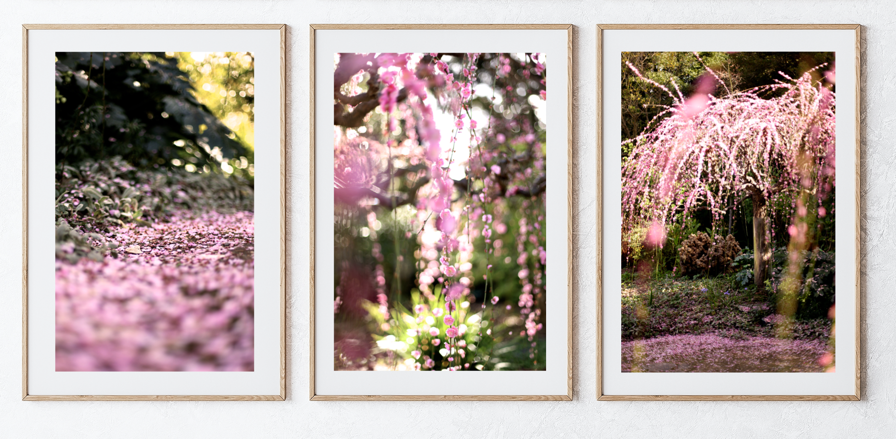 Apricot Blossoms - Set of Three Fine Photography Prints
