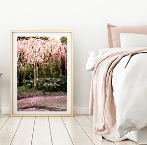 Apricot Blossom Wishes - Fine Photography Print - Spring Weeping Blossom