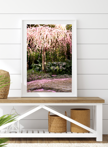 Apricot Blossom Wishes - Fine Photography Print - Spring Weeping Blossom