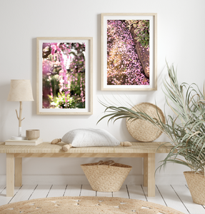 Apricot Blossoms - Set of Two Fine Photography Prints