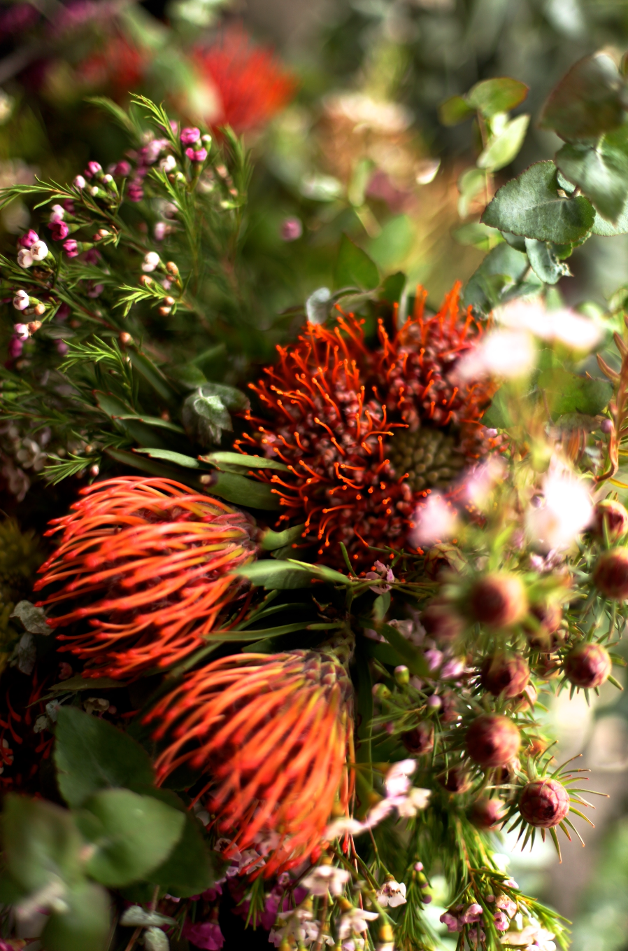 Australian Native Wildflowers II - Geraldton Wax Flower Orange Pincushion Botanical Fine Photography Print