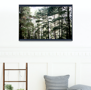 Wombat Hill • Daylesford Pine Trees Photography Print