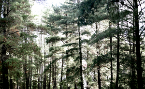 Wombat Hill • Daylesford Pine Trees Photography Print