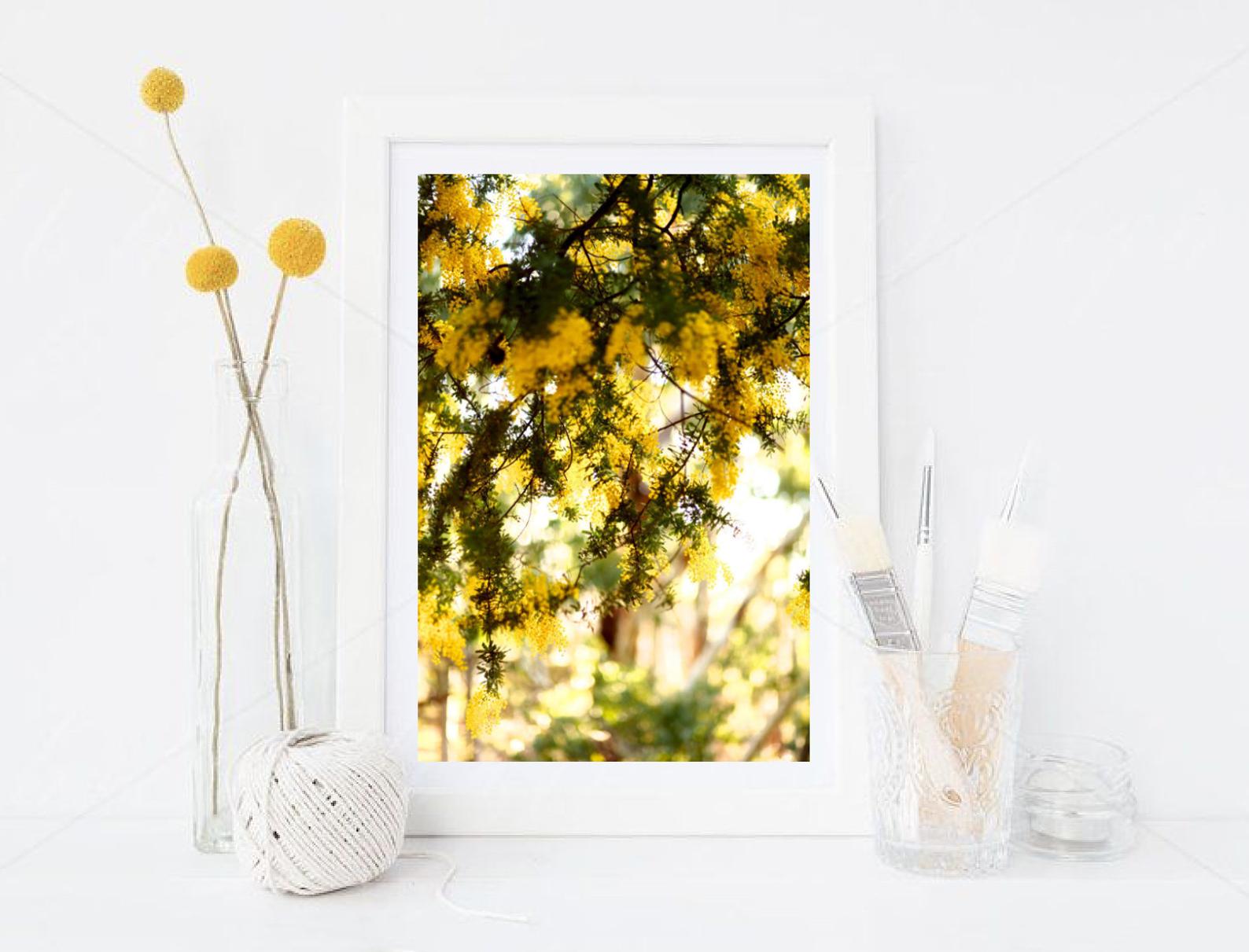 Golden Summer Wattle - Wall Art Print - Fine Art Photography