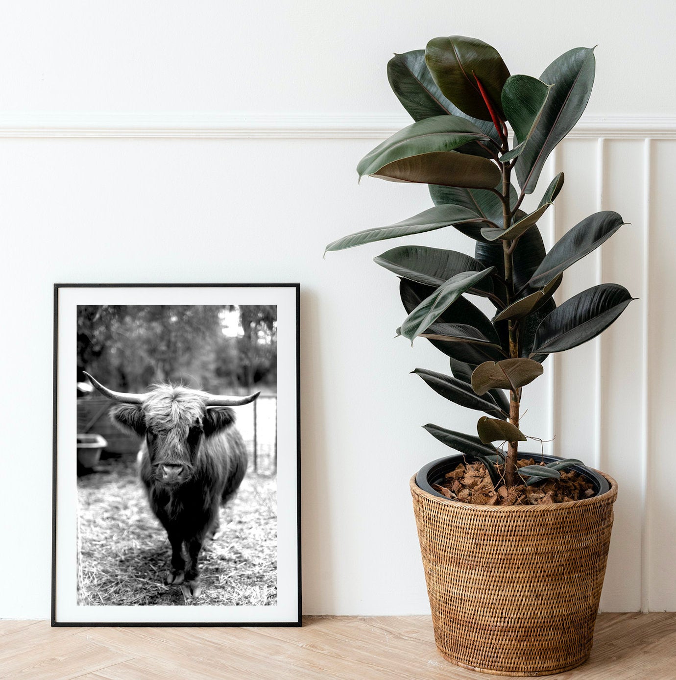 Highland Friend • Black and White Photography Print