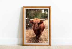A Highland Friend • Highland Cattle Photography Print