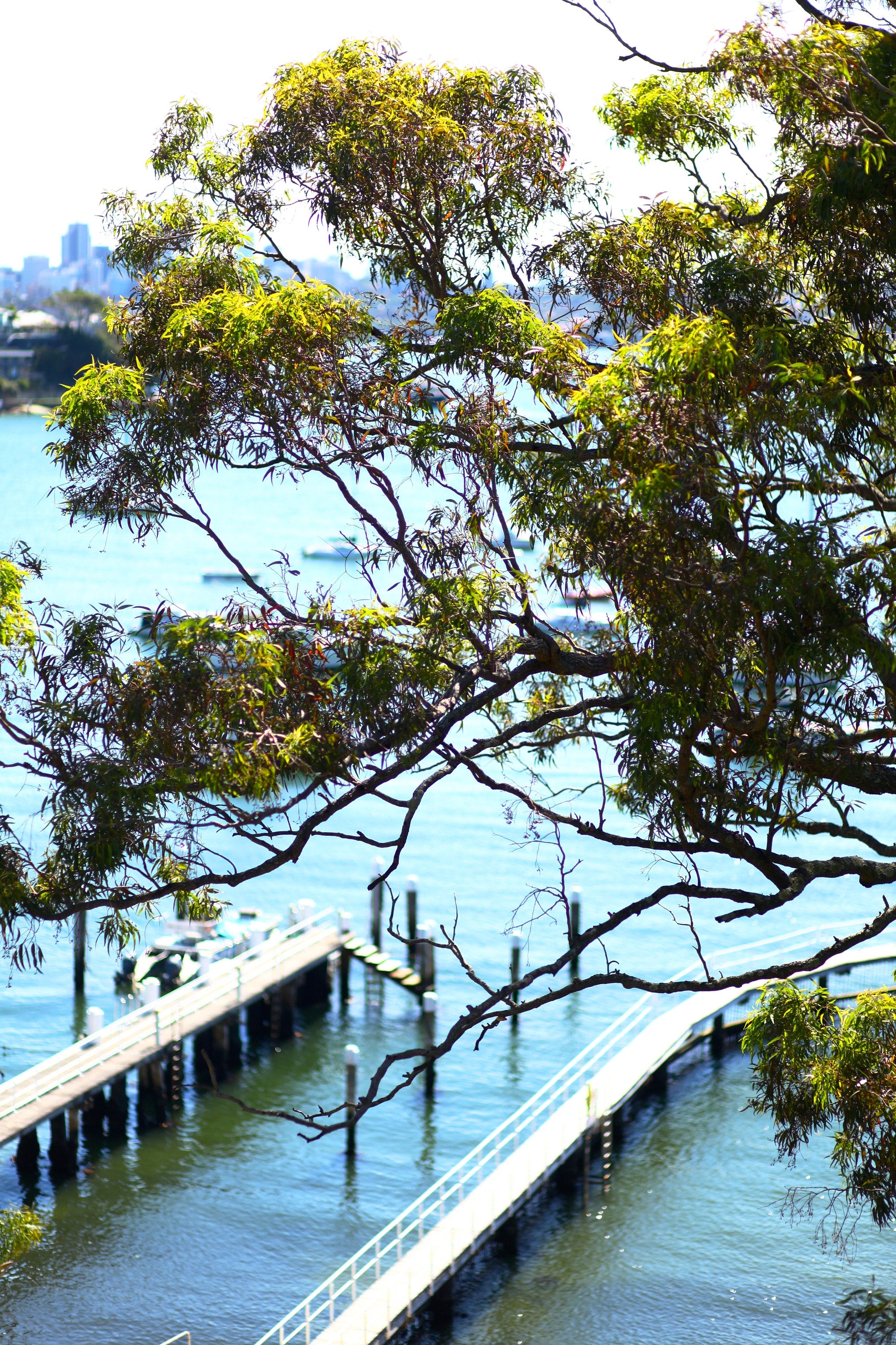 Redleaf Pool Murray Rose Pool - Sydney Harbour - Set of 3 Prints - Redleaf Pool - D ...